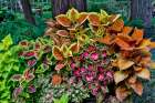 USA, Washington State, Sammamish. Coleus in planters in garden Art Print